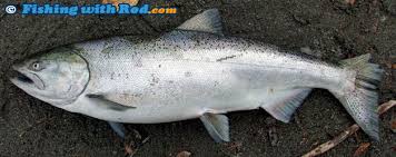 Chinook Salmon Oncorhynchus Tshawytscha Fishing With Rod