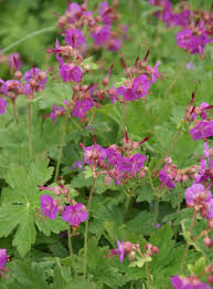 Geranium Macrorrhizum -- Bluestone Perennials