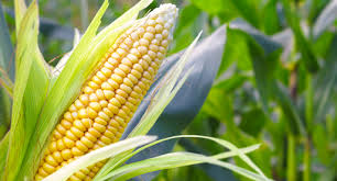 sweetcorn growing guide tui when to