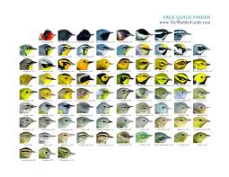 Warbler Identification Chart From The Cornell Lab Of