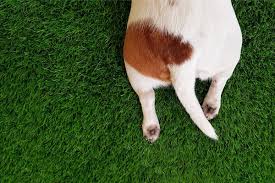 dog tail facts 7 things you probably