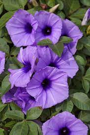 So it is not a kind of purple. 22 Purple Flowers For Gardens Perennials Annuals With Purple Blossoms