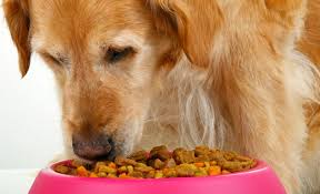 6 best dog foods for kidney disease