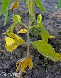 How To Identify And Correct Tomato Nutrient Deficiencies