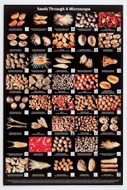 seeds through a microscope clroom poster