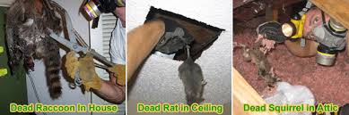 dead removal and odor control