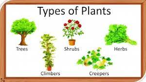 diffe types of plants by life