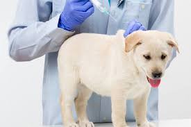 Pet Vaccinations Cat And Dog Vaccinations New York