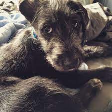 Why buy an irish wolfhound puppy for sale if you can adopt and save a life? Labradoodle Irish Wolfhound Mix At 7 Weeks Old Pitbull Terrier Irish Wolfhound Dogs