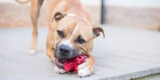 the best dog chews and toys