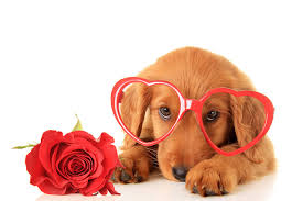 Valentines high resolution wallpaper valentine. 51 Dog Valentine Wallpaper On Wallpapersafari