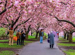 see cherry blossoms in nyc