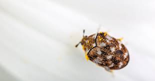 how to get rid of carpet beetles