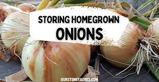 Curing And Storing Onions For 10 Months