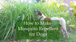 homemade mosquito repellent for dogs