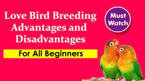 love bird breeding advanes and