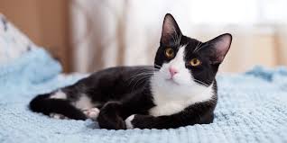 tuxedo cats personality lifespan and