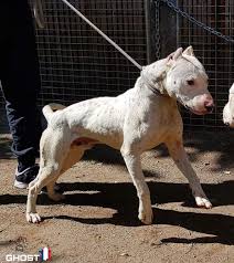 Their energy and their desire to please their owners make the american bulldog staffordshire terrier mix a dog that is considered relatively easy to train. Ghost From France Dogo Argentino X Bull Terrier Working Dogs Domestic Dog Best Dogs