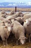 what-is-a-single-sheep-called