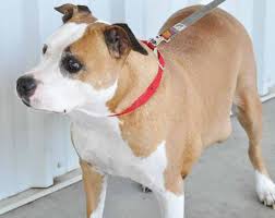 dogaware com articles lipomas in dogs