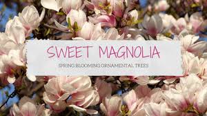 Usda , zones 4, 5, and 6, in for zone 5 and 6 in the usda map for illinois, the ginkgo tree, the bald cypress tree and the sycamore trees will all produce good shade and fall color. Magnolia You Can Plant Grow In Illinois