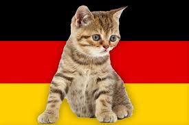 Sometimes the name pops to your mind and sometimes you need a little inspiration. Awesome German Cat Names 55 Wunderbar Name Ideas
