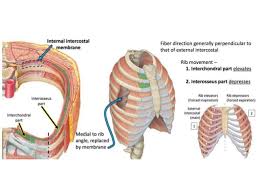 Male muscular skeleton split rear view. Intercostal Muscles