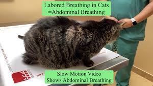 Because cats can be quiet breathers, monitor your kitten's breathing by placing your hand on your kitten's chest. Cat Labored Breathing Youtube