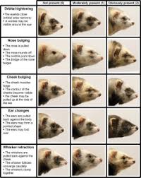 Warning Signs Of A Sick Ferret