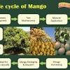 Descubre como puedes germinar un hueso o semilla de mango de una manera muy sencilla y paso a paso , con este método infalible podrás tener tu planta de mang. 1