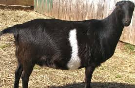 Black Bengal Goat Farming Information Guide Goat Farming
