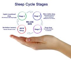Sleep Stages Understanding The Sleep Cycle University
