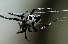 how do spiders avoid getting tangled in