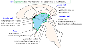third ventricle anatomy qa