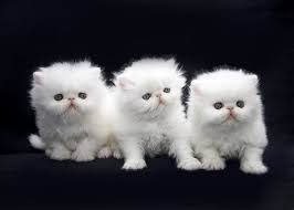 If you want your cats bouncing around like hyperactive popcorn, don't adopt a persian. Persian Cat Price Range Persian Kittens For Sale Cost Where To Buy