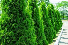 4 Fast Growing Evergreen Trees Arbor