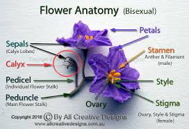 You may find varieties with both male and female parts of a flower. Flowers Characteristics In The Identification Of Tree Species Australia