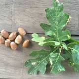 are-acorn-leaves-poisonous