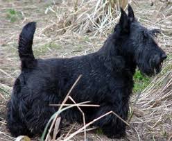 Look at pictures of scottie, scottish terrier puppies who need a home. New Zealand Scottish Terrier Breeders Grooming Dog Puppies Reviews Articles Muamat