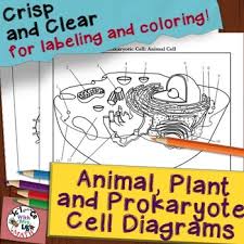 Student handout is included but is available for free at biologycorner.com Animal Cell Coloring Answer Key Worksheets Teaching Resources Tpt