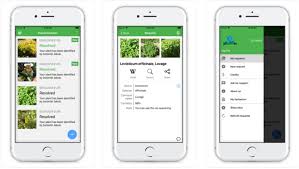 This application is completely free and extremely powerful. All You Need To Know About Plant Identification App
