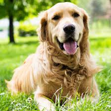Nedkøling af hund | 5 tips til hunden i sommervarmen - Plantorama |  Plantorama