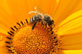 honey bees authentic florida