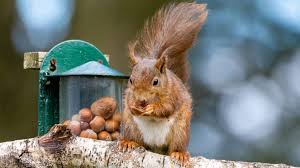 9 best squirrel repellents to and