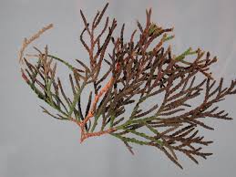 Once that species of evergreen begins to turn brown, there is not much you can do to save it. Arborvitae Thuja Occidentalis Black Flagging Pacific Northwest Pest Management Handbooks