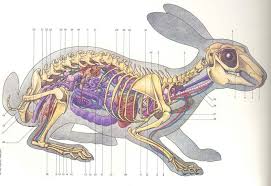 Rabbit Anatomy Rabbit Anatomy Skeleton Anatomy Animal