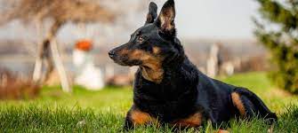 The doberman shepherd or doberman german shepherd mix is a large dog. German Shepherd Doberman Mix 2021 Hybrid Cross Breed Puppy Dog