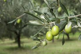 Acquerello disegno moda acquerello isolato. Olive Tree Bonsai Olive Ulivo