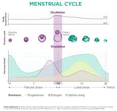 Understanding Your Monthly Cycle To Improve Conception
