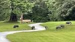 Pigs at Cowichan Golf Club to be removed by conservation officers ...